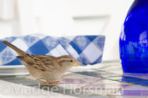 Birds Sparrow beach blue fine art photography photo