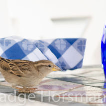 Birds Sparrow beach blue fine art photography photo