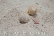 SeaShells on the beach, sand Fine art Photography