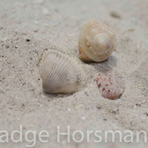 SeaShells on the beach, sand Fine art Photography