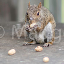 Squirrel eating a peanut a