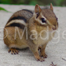 Chipmunk