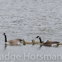 fine art photography baby goslings and canadian geese  available