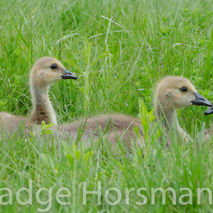 baby goslings (canadian geese) photo available for instant downl