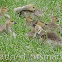 fine art photography baby goslings (canadian geese)  available f