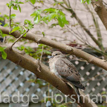 mourning dove in tree  available for instan