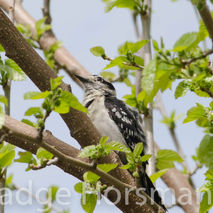 fine art photography ladderback woodpecker  available for instan