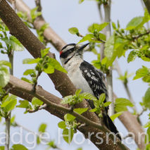 Ladderback Woodpecker in tree