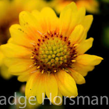 yellow flower phot  available for instant download wallpaper or