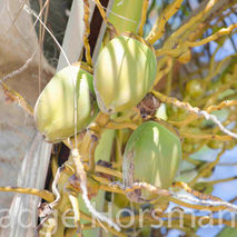 Unripen coconut