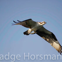 beautiful osprey with fish