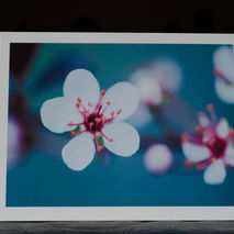 very beautiful white flower photo, unique very interesting card-