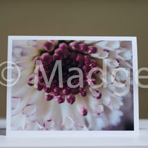 photography card - flower - greeting card - unique purple and wh