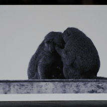 baboon family photo card, perfect gift, unique and different