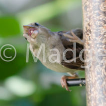 funny bird greeting card photo card blank card unique