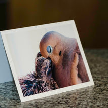 mourning dove greeting card...perfect gift newborn baby card bla