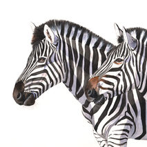 Alert ~ Watercolor print of Zebras